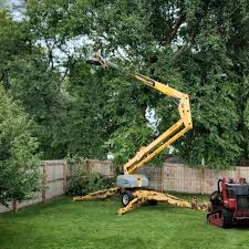 How Our Tree Care Process Works  in  Imperial Beach, CA