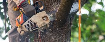 Best Lot and Land Clearing  in Imperial Beach, CA