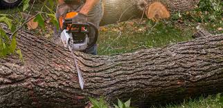 Best Storm Damage Tree Cleanup  in Imperial Beach, CA