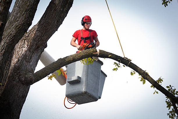 Best Fruit Tree Pruning  in Imperial Beach, CA