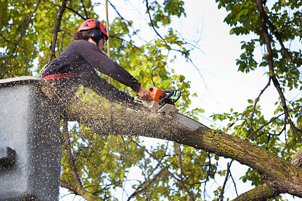 Best Firewood Processing and Delivery  in Imperial Beach, CA